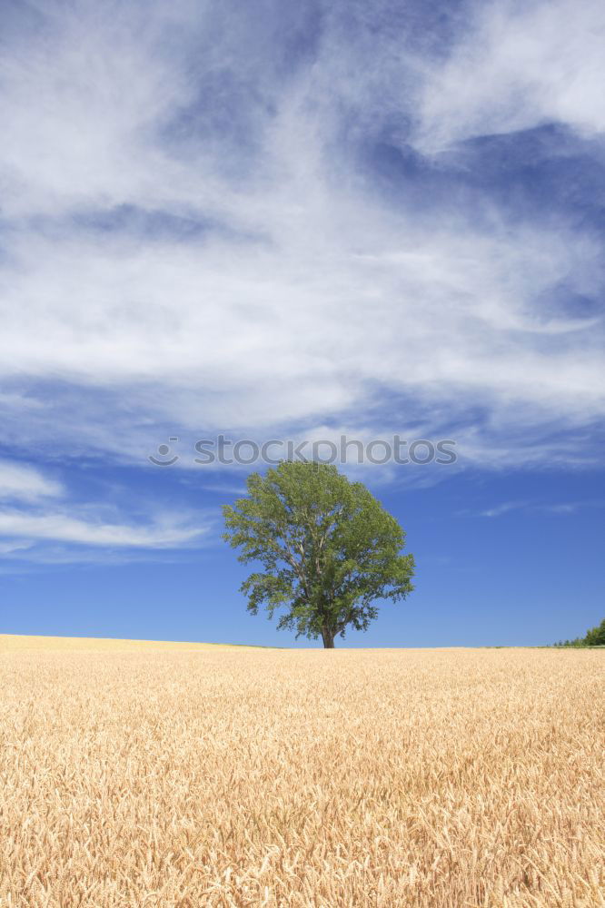 Image, Stock Photo idyllic? Clouds Tree Field