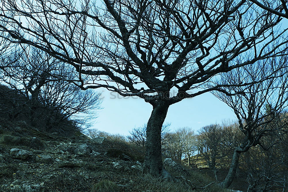 Similar – Foto Bild Siamesische Zwillinge Baum