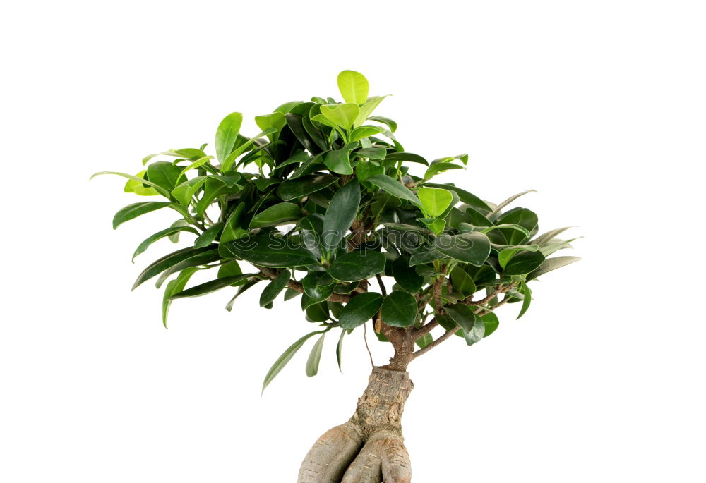 Image, Stock Photo Ficus Ginseng Bonsai