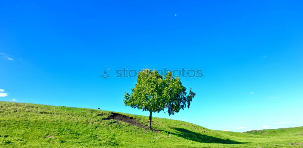 Similar – Baum unter Strom grün