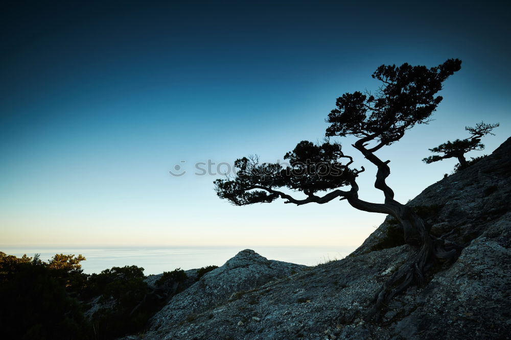 Similar – Image, Stock Photo gnarled Environment Nature