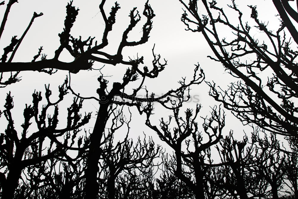 Similar – Ghost forest in Nienhagen IV