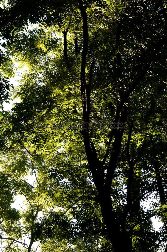 Similar – Mein Freund der Baum grün