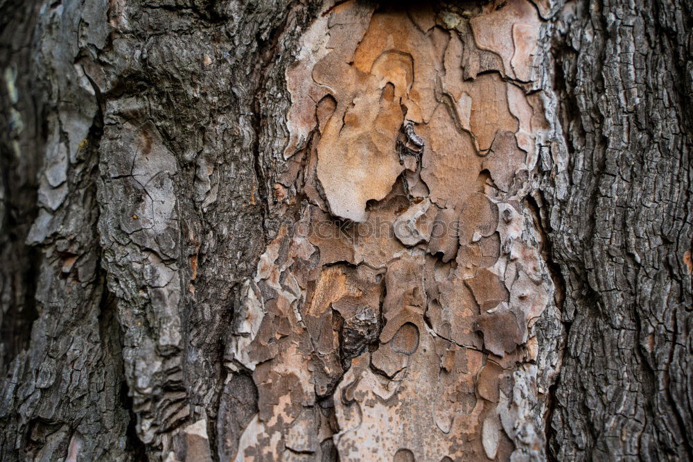 Similar – Foto Bild Altes Blatt Umwelt Natur