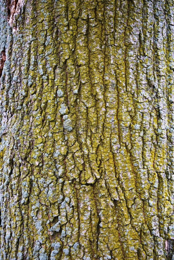 Similar – Foto Bild efeu Sträucher Baum Geäst