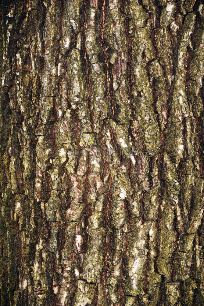 Similar – Image, Stock Photo Back then Tree Tree bark