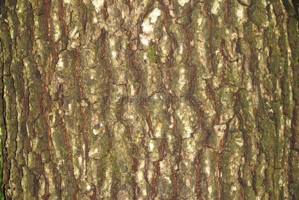 Similar – Image, Stock Photo Old tree Tree Tree bark