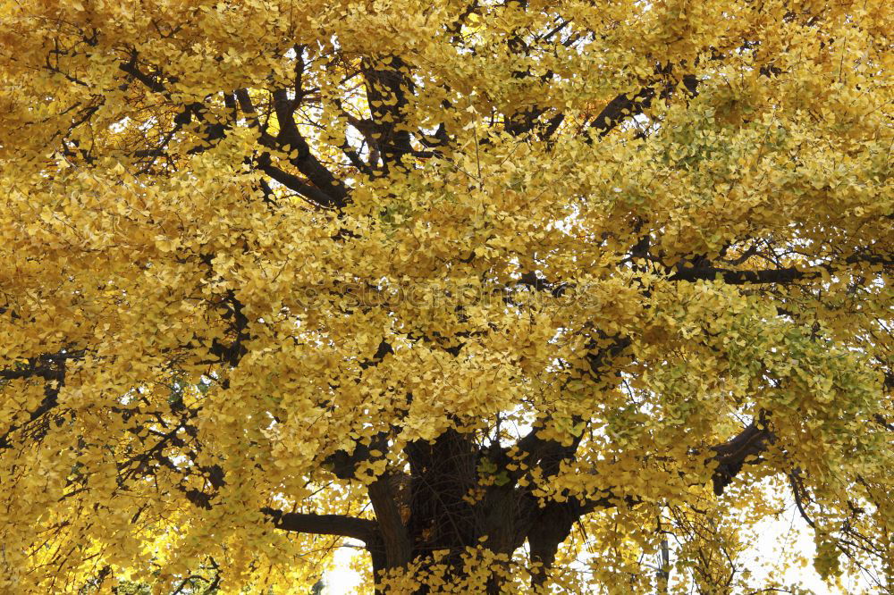 Similar – Blätterdächer Baum Blatt