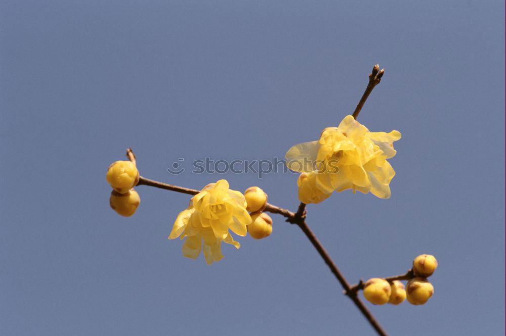 Similar – Gingkoblätter Leuchtkraft