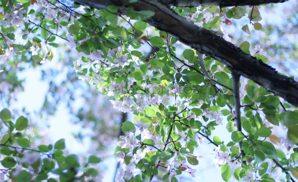 Similar – Image, Stock Photo Cat sitting on a tree between leaves