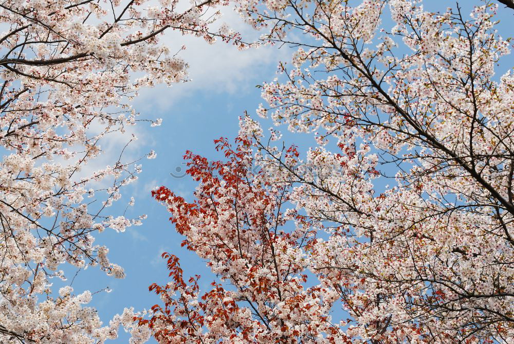 Similar – Image, Stock Photo WHITE vs. PINK Environment