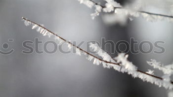 Similar – First frost Nature Autumn