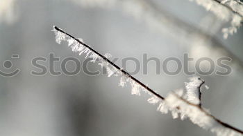 Similar – Image, Stock Photo Cold and clinking Icicle