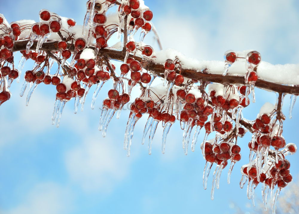 Similar – Apple tree in winter Fruit