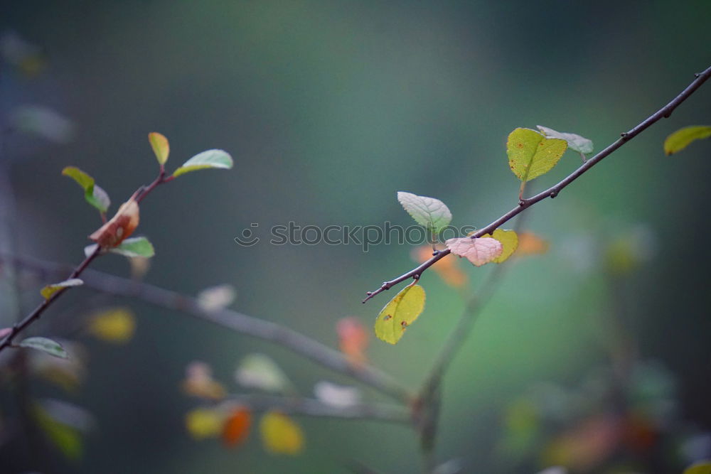 Image, Stock Photo farewell kiss Environment