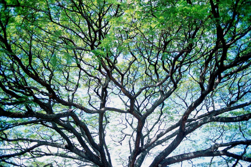 Similar – Foto Bild Der Baum Blatt grün Ferne