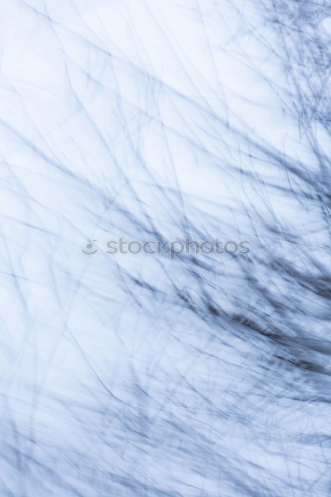 Similar – Image, Stock Photo plumage Nature Animal