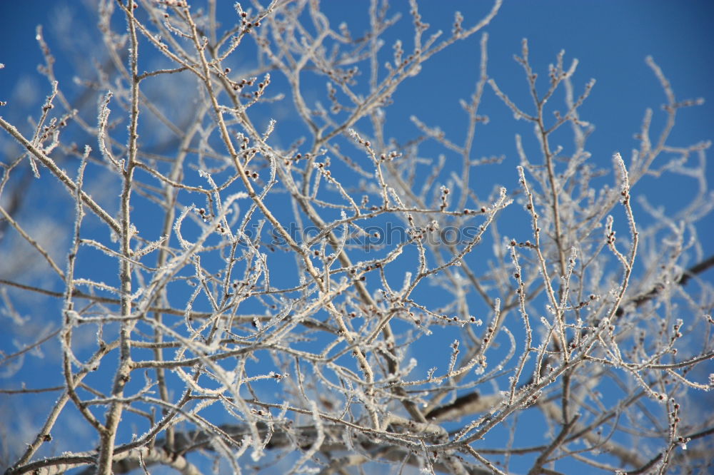 Similar – Foto Bild Schneehäubchen Baum