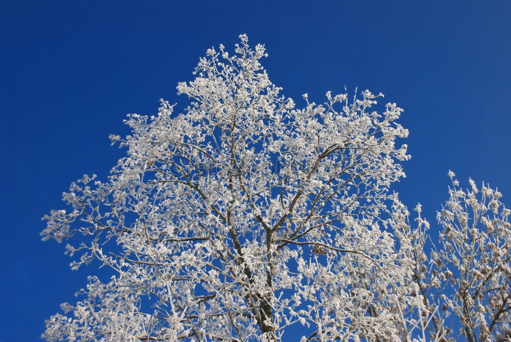 Similar – Weiße Kronen Schnee