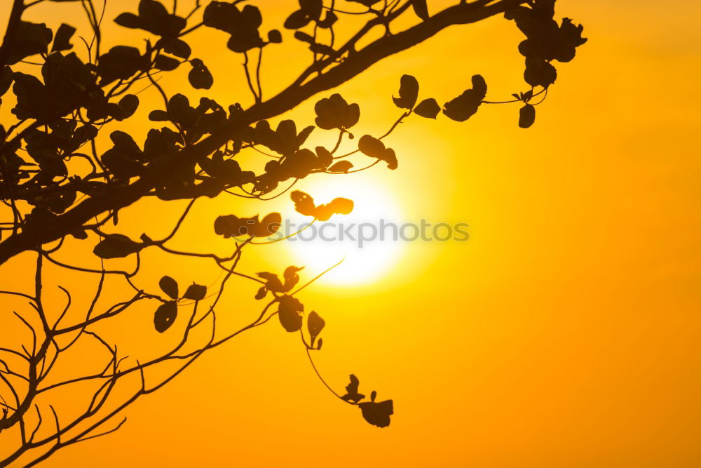 Similar – Image, Stock Photo Africa Sunset Tree