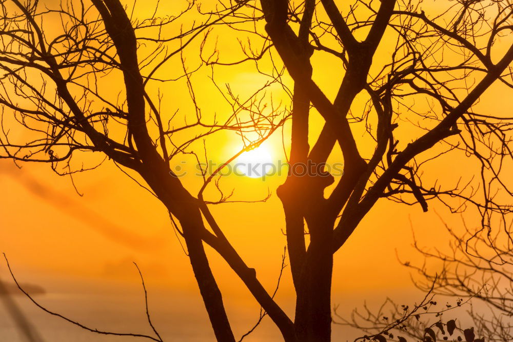 Similar – Image, Stock Photo Africa Sunset Tree