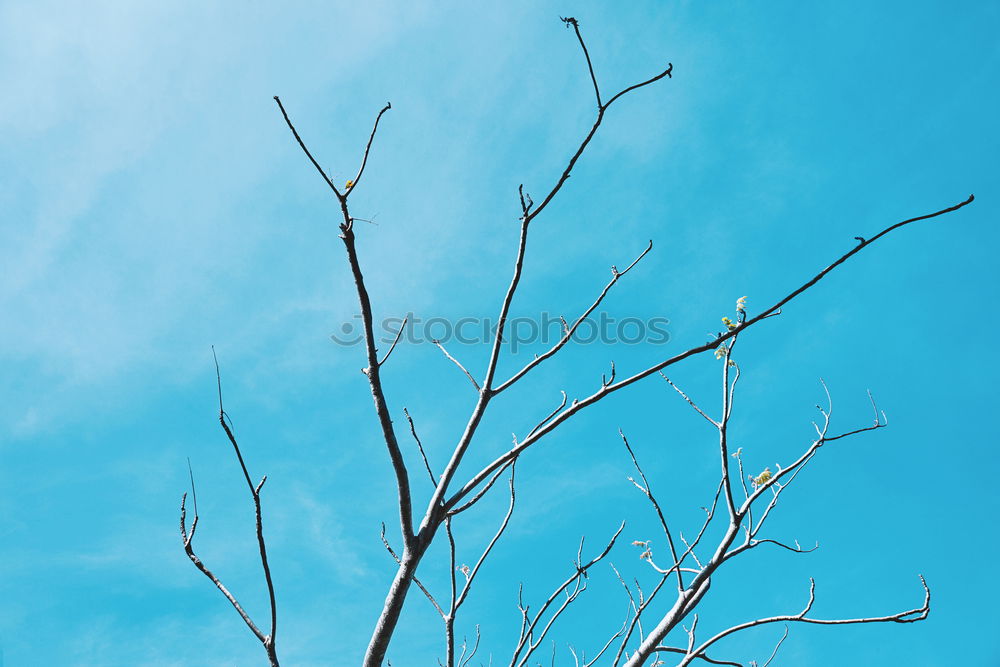 Similar – Image, Stock Photo dream tree Autumn Leaf