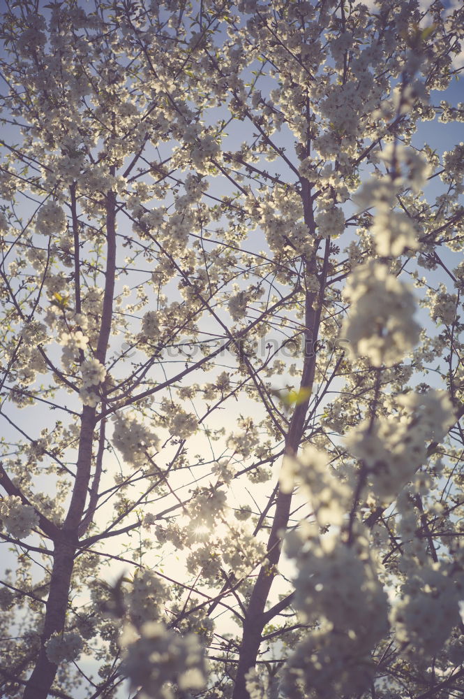 Similar – Tree tips pointing to the sky illuminated by the sunlight