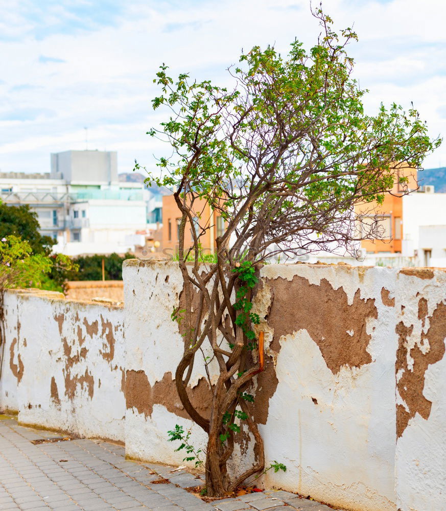 Similar – Image, Stock Photo roof garden Well-being