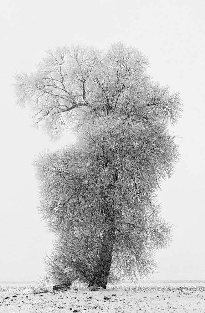 Similar – winterbaum Baum Winter