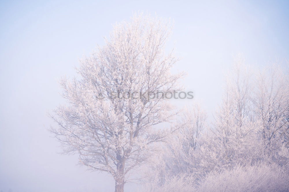 Similar – Beautiful white tree, covered with snow, in misty winter landscape