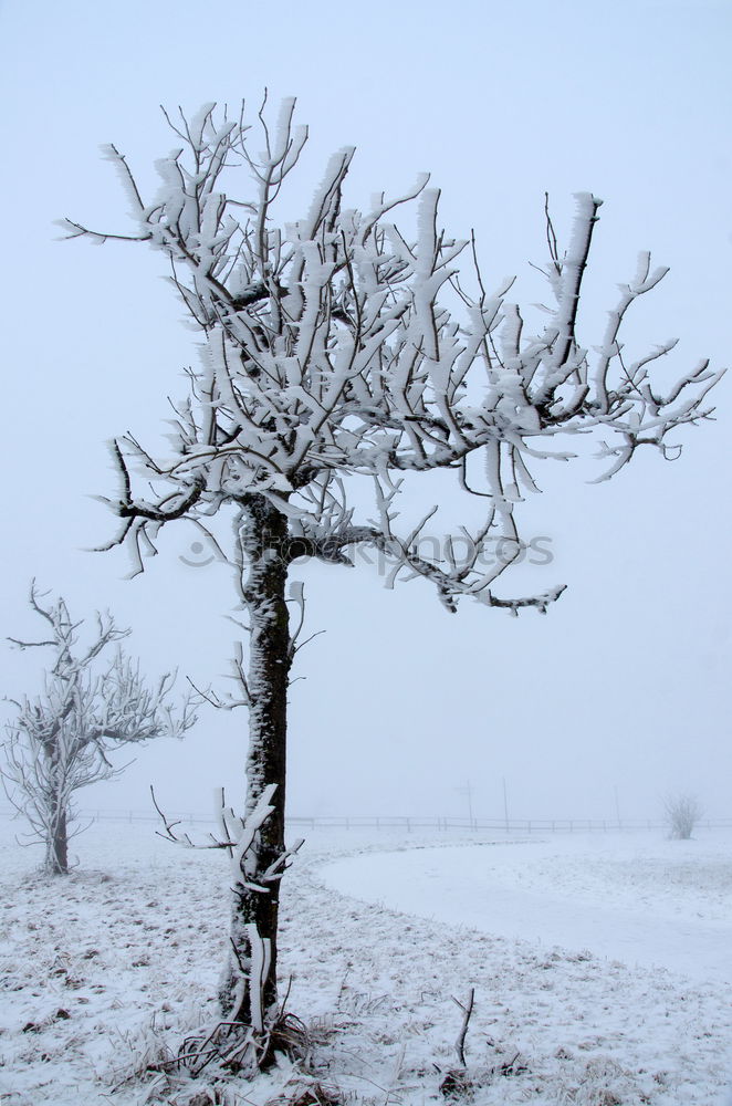 Similar – I Nature Winter Tree Park