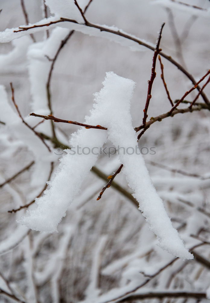 Similar – Snow on the Bodden Winter