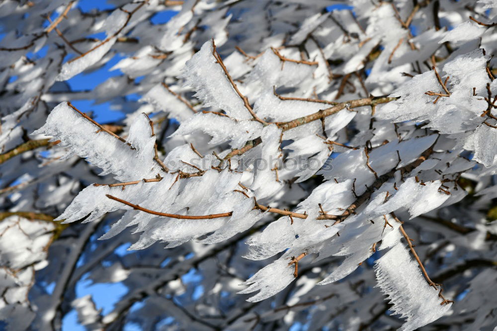 Similar – Image, Stock Photo hibernation Nature Winter