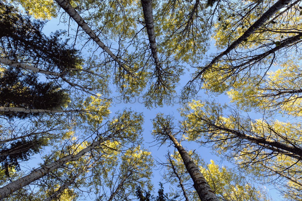 Similar – Sunlight Licht Himmel Baum