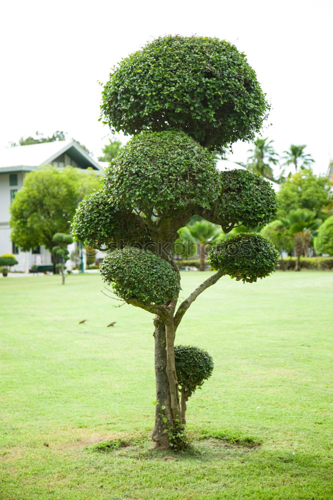 Similar – Foto Bild Die grüne Lunge Baum