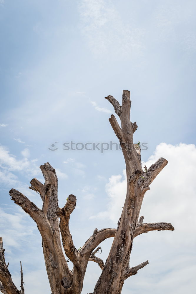 Similar – trunk Tree Plant Clouds