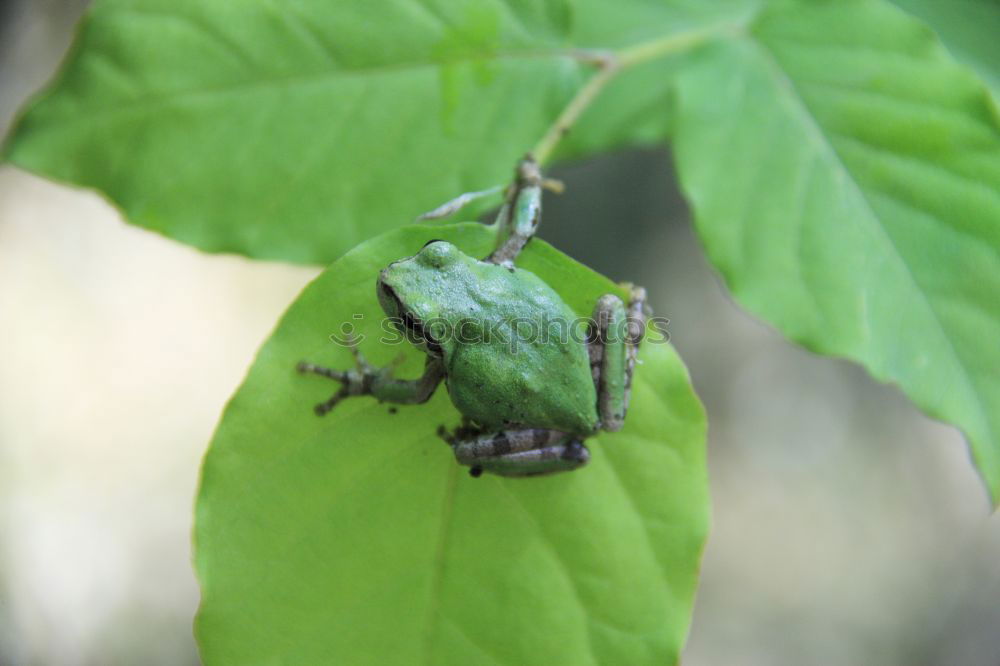 Similar – Chafer on Leaf Environment