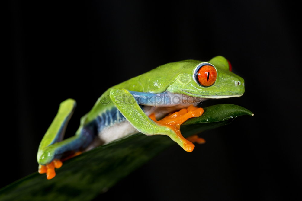 Similar – Image, Stock Photo TURNAROUND. Animal 1 Blue
