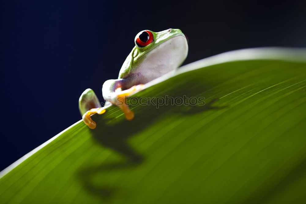 Similar – Baby Frog on Flower Bud