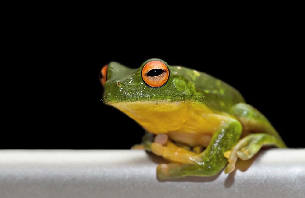 Similar – Image, Stock Photo Frog in pink Animal 1