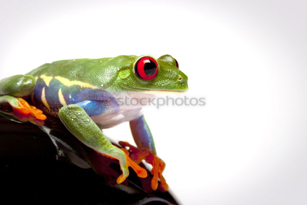 Similar – Image, Stock Photo macro portrait of Pelophylax ridibundus