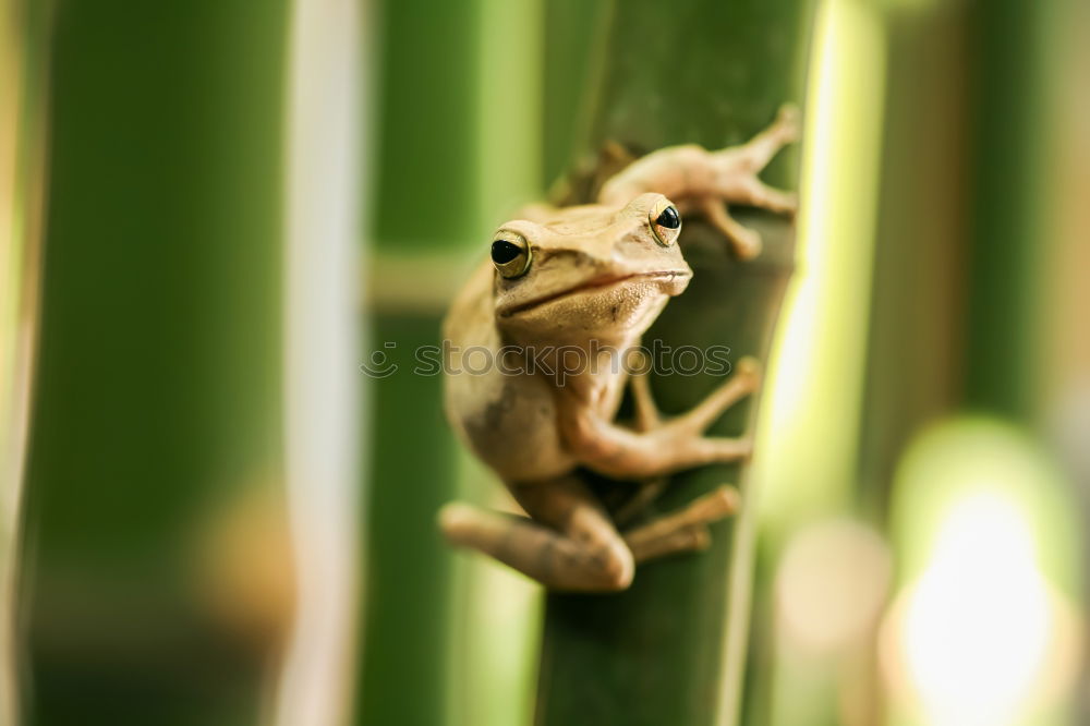 Similar – gorgeous european tree frog