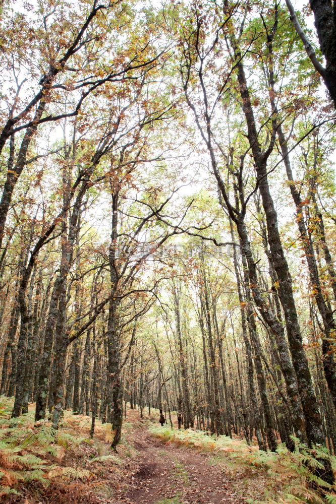 Similar – forest path Life