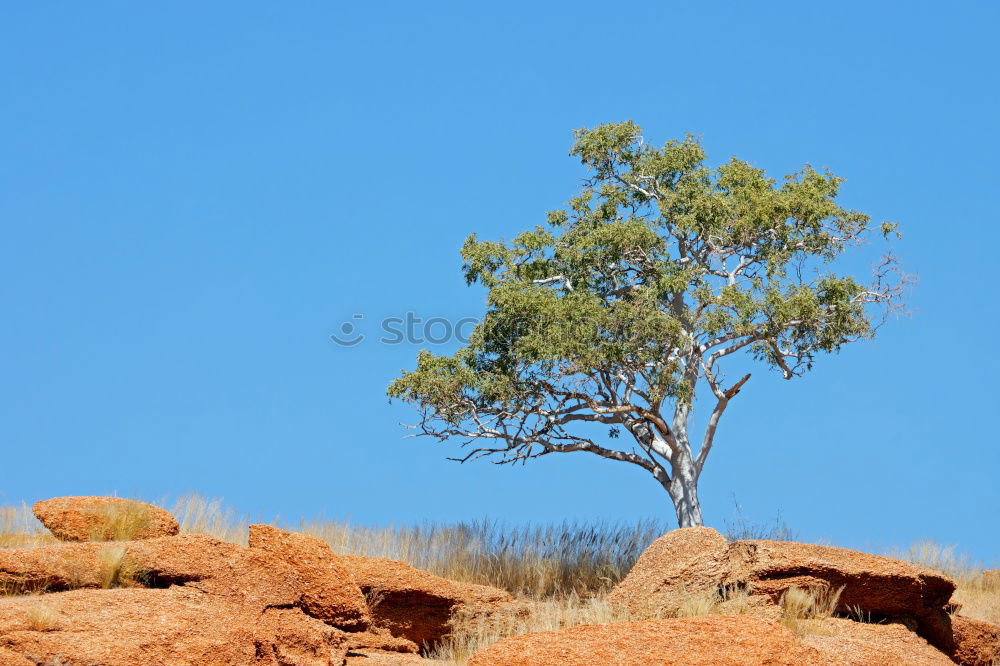 Similar – Image, Stock Photo termite maze Environment