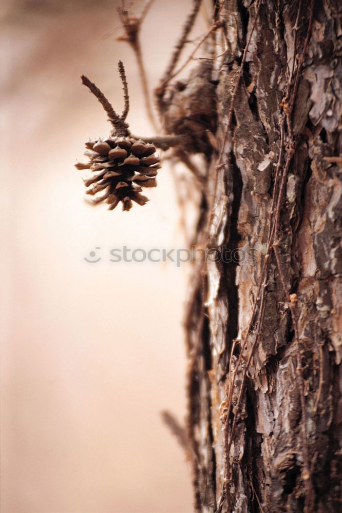 Similar – Interface Wood Annual ring