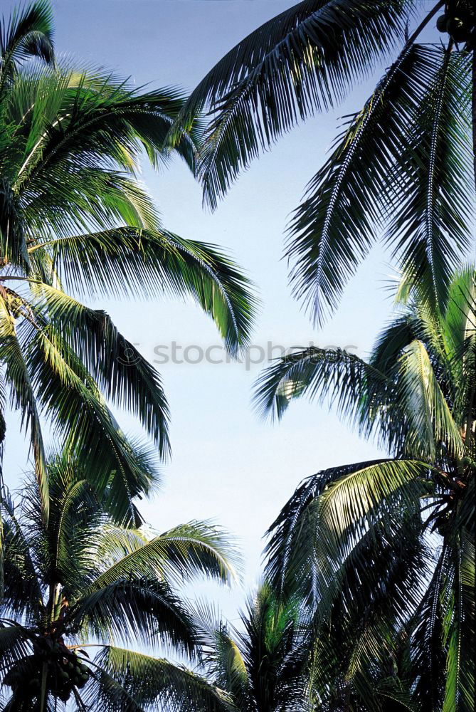 Similar – palm climber Palm tree