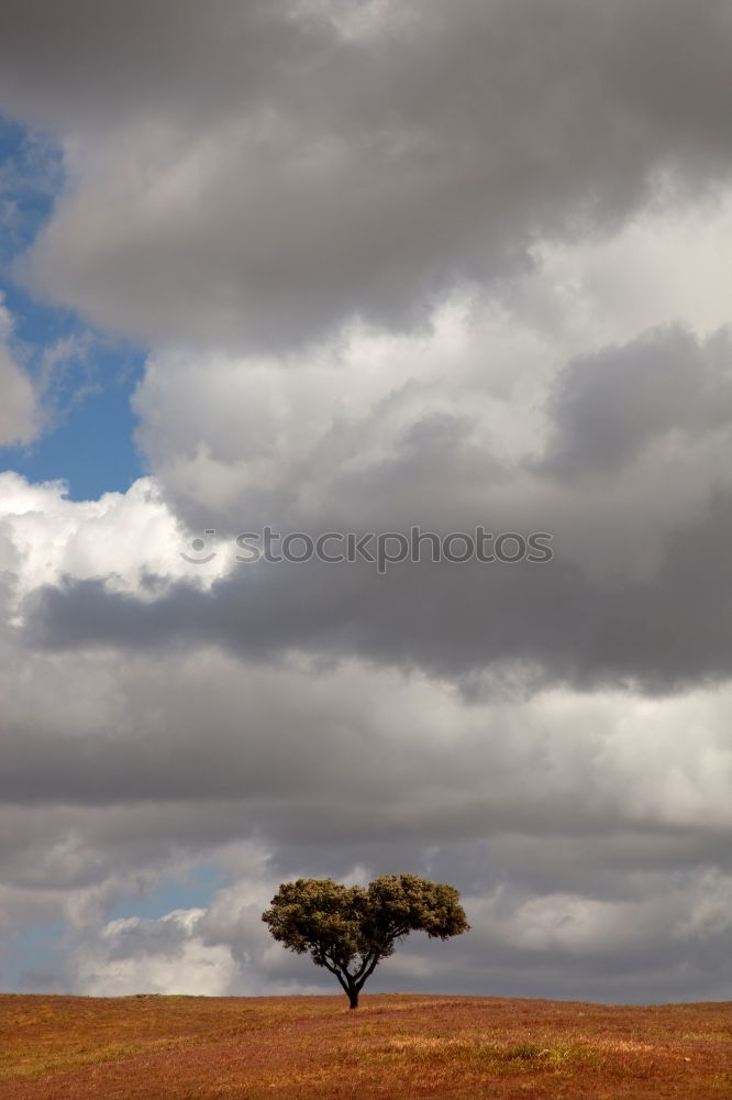 Similar – lonely tree Tree Summer