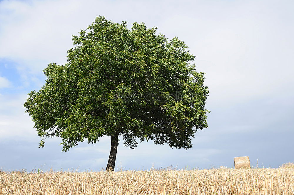 Similar – Image, Stock Photo THAT’S A SIGN!!!!!! Joy