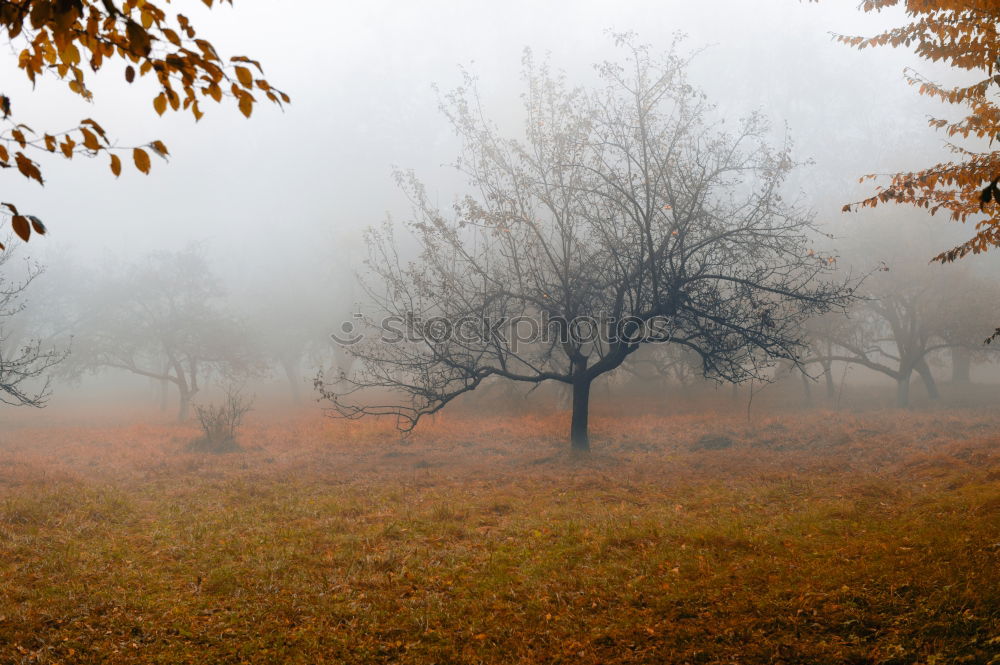 Similar – Image, Stock Photo Deer in fog Roe deer Fog