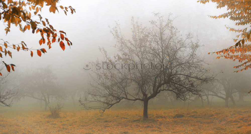 Similar – im nebel versunken1 Blatt